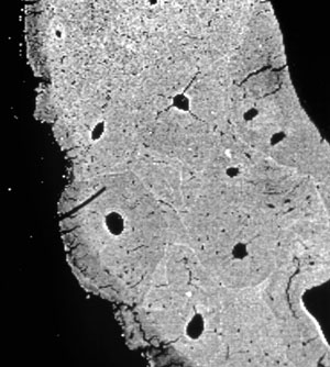 terrestrial exposure